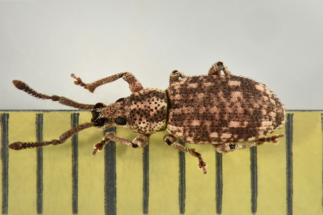 Curculionidae: Simo hirticornis o variegatus?